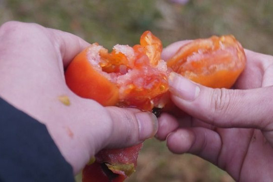 Phiên chợ ném cà chua để cầu may ở Thanh Hoá