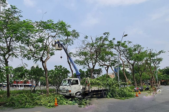 Hà Nội: Ủy quyền thủ tục cấp giấy phép chặt hạ, dịch chuyển cây xanh cho UBND cấp huyện