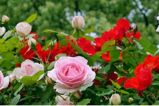 Mười nghìn cây hoa hồng được trồng ở Công viên Thống Nhất