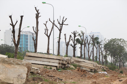 Loạt cây xanh bị chết trên Đại lộ Thăng Long sẽ được trồng bổ sung cây mới