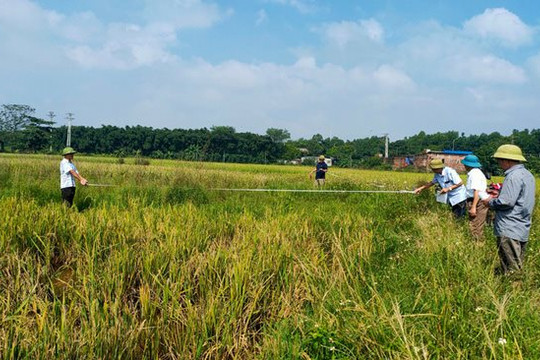Hà Nội chuyển mục đích đất trồng lúa để thực hiện dự án đường Vành đai 4