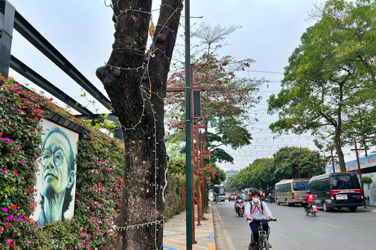 Hà Nội đề xuất trồng mới 55 cây giáng hương ở khu phố đi bộ Trịnh Công Sơn