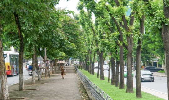 Hà Nội trồng thêm 500.000 cây xanh