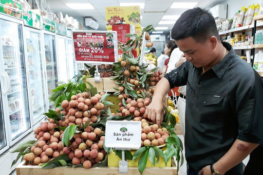 Người tiêu dùng Thủ đô hỗ trợ tỉnh Hải Dương tiêu thụ vải thiều Thanh Hà