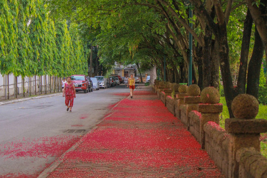 Ngập tràn sắc đỏ lộc vừng trên "con đường tình yêu" trong Đại học Sư phạm Hà Nội