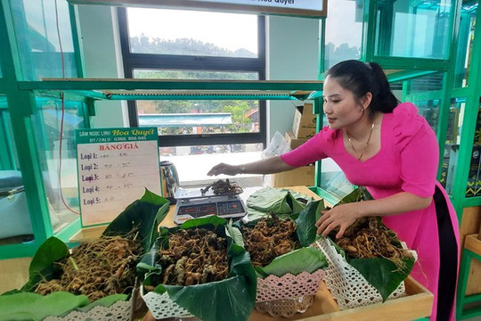 Lễ hội sâm Ngọc Linh ở Quảng Nam: Bán 65kg, thu về gần 9,5 tỷ đồng