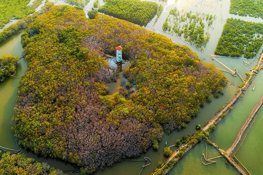 Vẻ đẹp hoang sơ bốn mùa của rừng Rú Chá, thiên đường giữa chốn trần gian ở xứ Huế