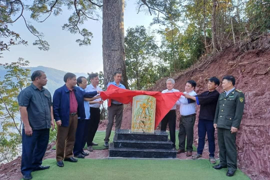 Cây Du sam 500 năm tuổi ở Lai Châu được công nhận là Cây di sản Việt Nam