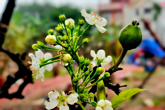 Hoa lê rừng khoe sắc trắng tinh khôi giữa phố phường Hà Nội