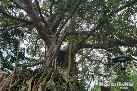 Chiêm ngưỡng “cây đa tía” hơn 300 tuổi, bộ rễ ôm gọn trên các phiến đá lớn