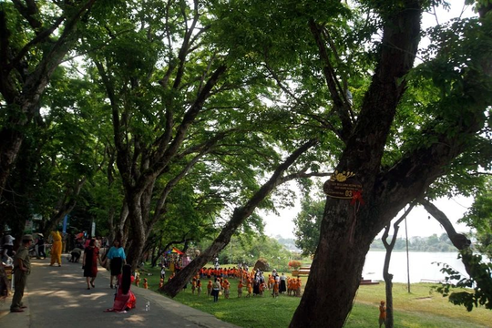 9 cây sưa làng Hương Trà được công nhận Cây di sản Việt Nam