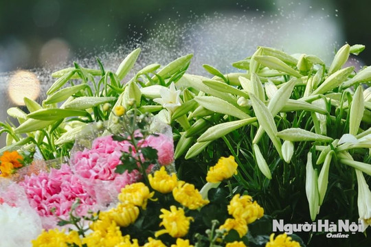 Hoa loa kèn khoe sắc trắng tinh khôi giữa phố phường Hà Nội