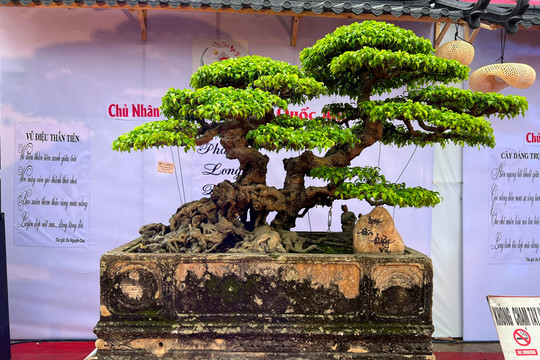 Chiêm ngưỡng những tác phẩm bonsai độc đáo