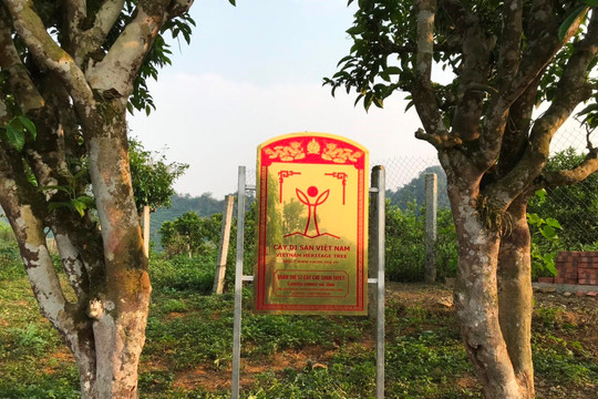 Công nhận quần thể 57 cây chè cổ Shan tuyết ở Mộc Châu là Cây Di sản Việt Nam