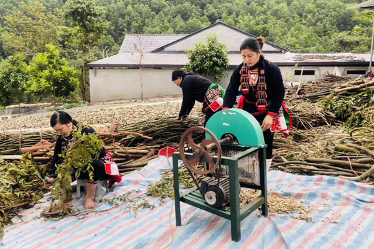 Thảo Dược Triệu Minh và kỳ vọng bảo tồn di sản y học cổ truyền người Dao