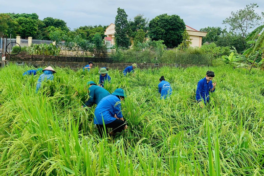 Các địa phương ngoại thành Hà Nội nỗ lực giảm thiểu thiệt hại nông nghiệp sau bão, mưa lũ