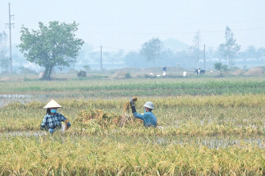 Chung tay giúp người dân thu hoạch lúa sau mưa lũ