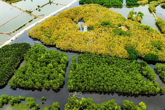 Mở rộng rừng ngập mặn Rú Chá duy nhất ở Huế