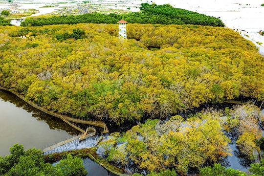 Rú Chá quyến rũ với sắc thu vàng, vẻ đẹp hoang sơ và thanh bình ở xứ Huế