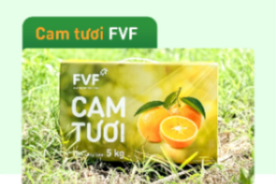 Soi CV ấn tượng của Cam tươi FVF: Dòng cam đặc sản ai ai cũng muốn tuyển về