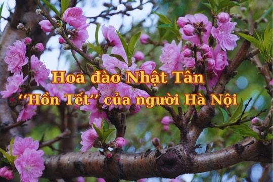 [Video] Hoa đào Nhật Tân: ''Hồn Tết'' của người Hà Nội