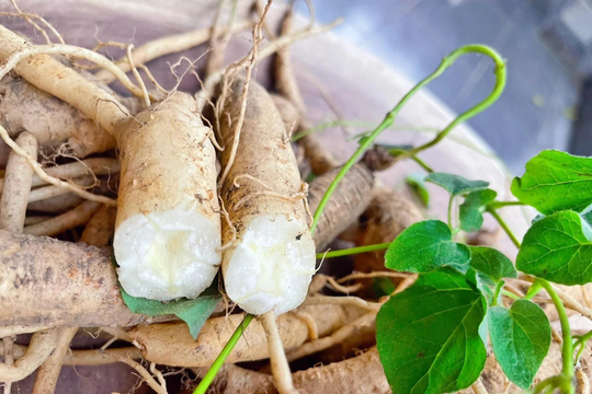 Tri thức dân gian về sâm Ngọc Linh là Di sản văn hóa phi vật thể quốc gia