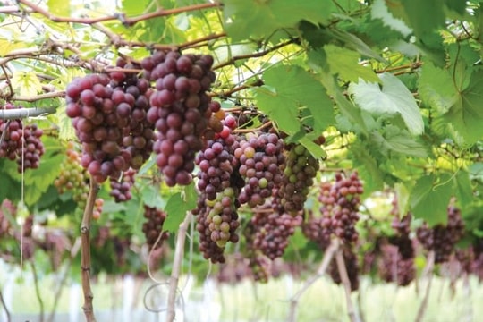 Nhớ giàn nho của ngoại