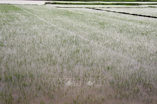 Bão số 1: Mưa lũ làm 7 người chết, gần 63.000 ha đất nông nghiệp bị ngập úng