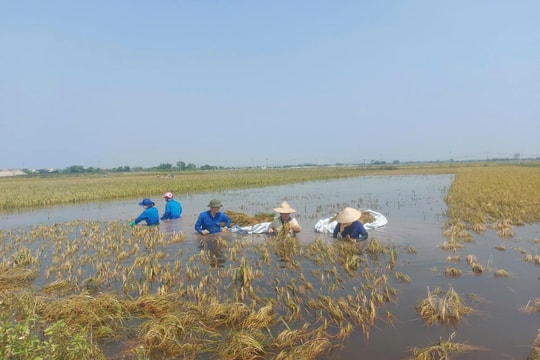 Hà Nội hỗ trợ sản xuất nông nghiệp bị thiệt hại do thiên tai, dịch hại thực vật
