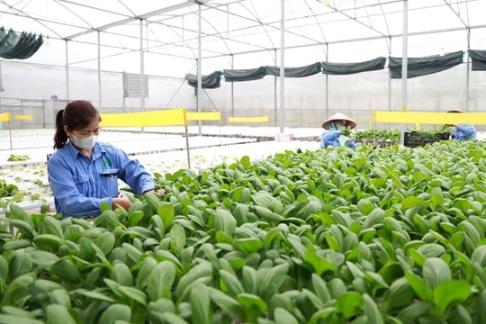 Chương trình khuyến nông TP. Hà Nội giai đoạn 2026-2030: Ưu tiên vùng sản xuất nông nghiệp tập trung
