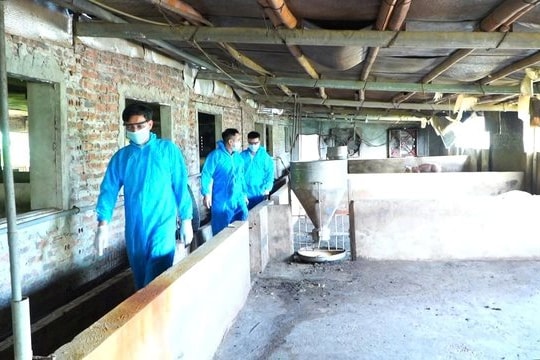 Hà Nội quyết liệt, đồng bộ phòng, chống bệnh dịch tả lợn châu Phi