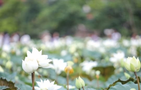 Một mùa sen để nhớ, một đời mẹ để thương