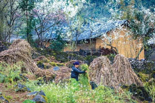 Nhớ một thời xa vắng