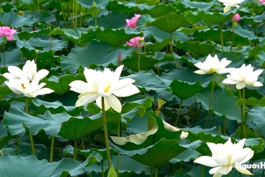 Chùm thơ của tác giả Nguyễn Thị Lê Na