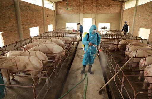 Hà Nội: Chủ động phòng, chống dịch bệnh cho đàn vật nuôi sau mưa lũ