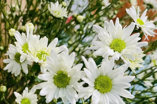 Cúc họa mi – Sắc trắng tinh khôi của mùa đông Hà Nội