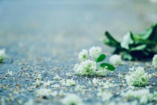 Xúc cảm Hà Nội