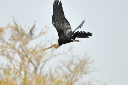 Điên điển cánh chim quê