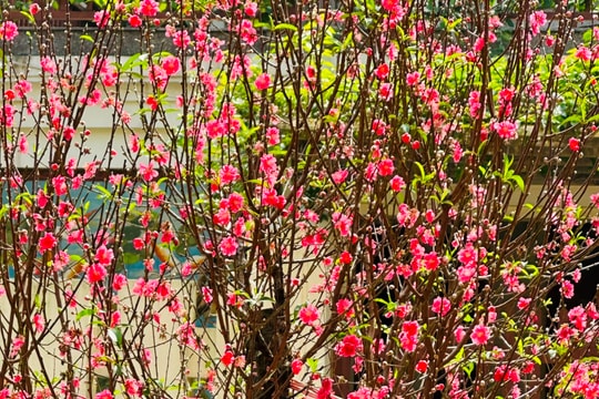 Hà Nội qua từng mùa hoa