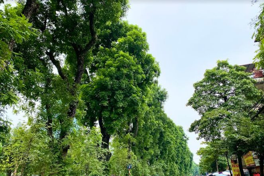 Thành phố Hà Nội tổ chức “Tết trồng cây đời đời nhớ ơn Bác Hồ” Xuân Bính Ngọ 2026