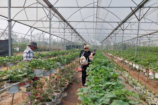 Ngành nông nghiệp Hà Nội tăng trưởng 3,55% trong năm 2025