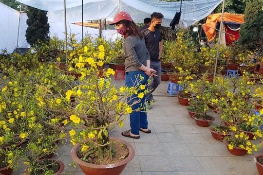 Phường Hoàng Mai tổ chức chợ hoa xuân phục vụ Tết Nguyên đán Bính Ngọ 2026