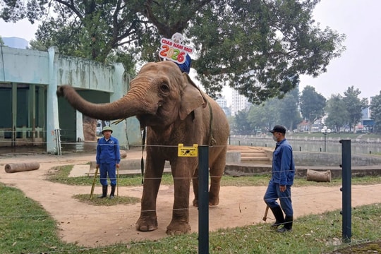 Vườn thú Hà Nội: Điểm hẹn mùa xuân hấp dẫn giữa lòng Thủ đô