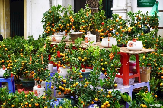 Chợ hoa Tết Hàng Lược - Nét đẹp của phiên chợ lâu đời nhất Hà Nội