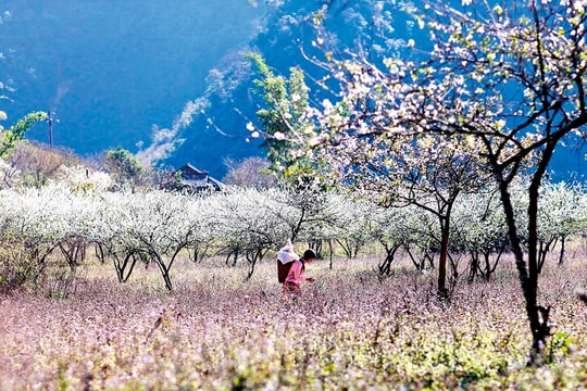 Tặng mùa Em mười tám