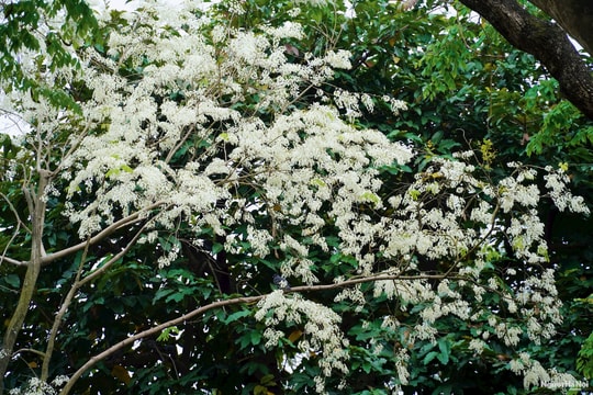 Hà Nội "tinh khôi" trong sắc trắng hoa sưa