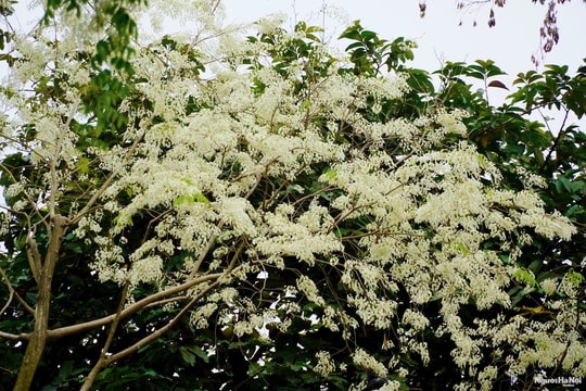 Hà Nội "tinh khôi" trong sắc trắng hoa sưa