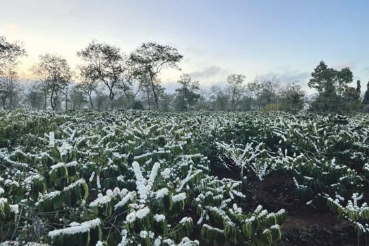 Hoa tuyết giữa trời cao nguyên