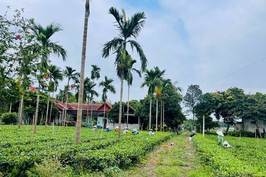 Xã Suối Hai (Hà Nội): Khi nội lực cộng hưởng cùng khát vọng OCOP