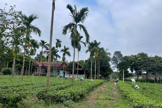 Xã Suối Hai (Hà Nội): Khi nội lực cộng hưởng cùng khát vọng OCOP